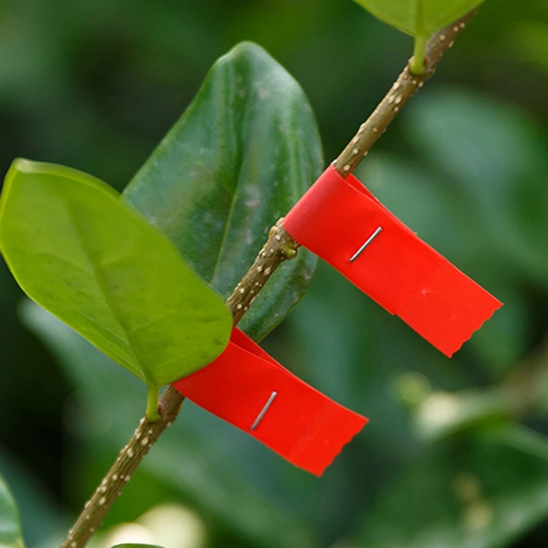 Vườn Vật Có Tapetool 30 Mét/cá - đánh giá và giá Fruit Roll Up